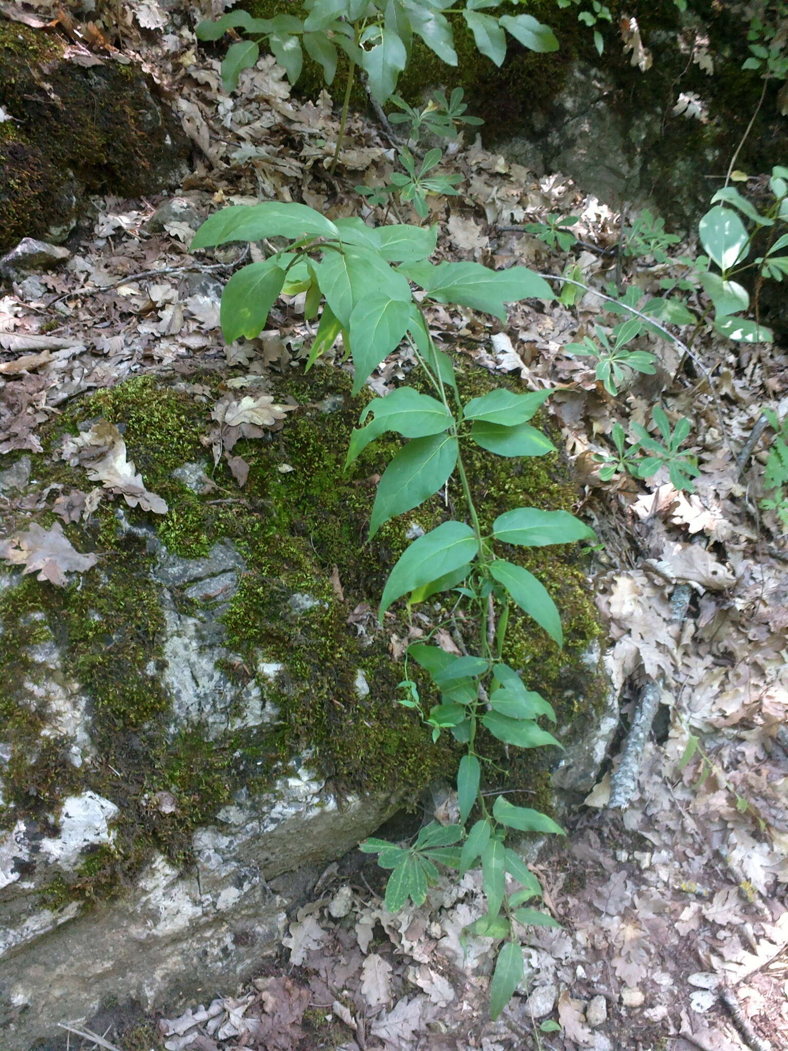 Sivun Vincetoxicum scandens Sommier & Levier kuva