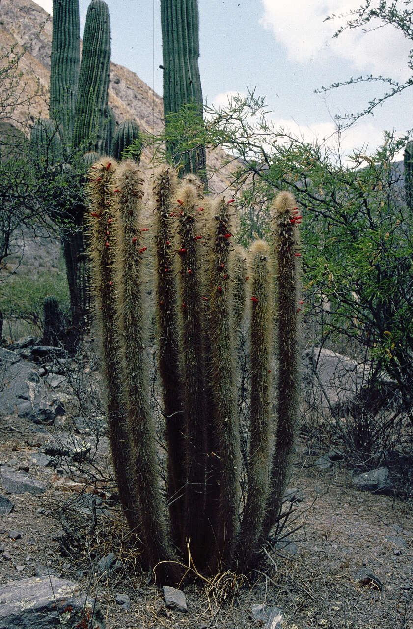 Image of Cleistocactus hyalacanthus (K. Schum.) Rol.-Goss.