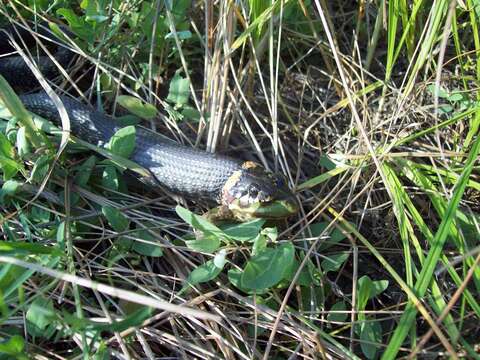 Sivun Natrix natrix scutata (Pallas 1771) kuva