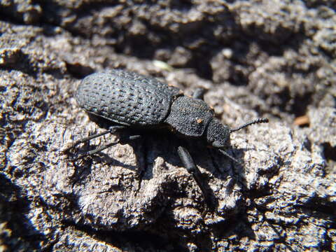 Image of Iphthiminus opacus (Le Conte 1866)