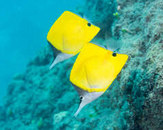 Image of Longnose butterflyfishes