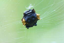 Image of Gasteracantha mediofusca (Doleschall 1859)