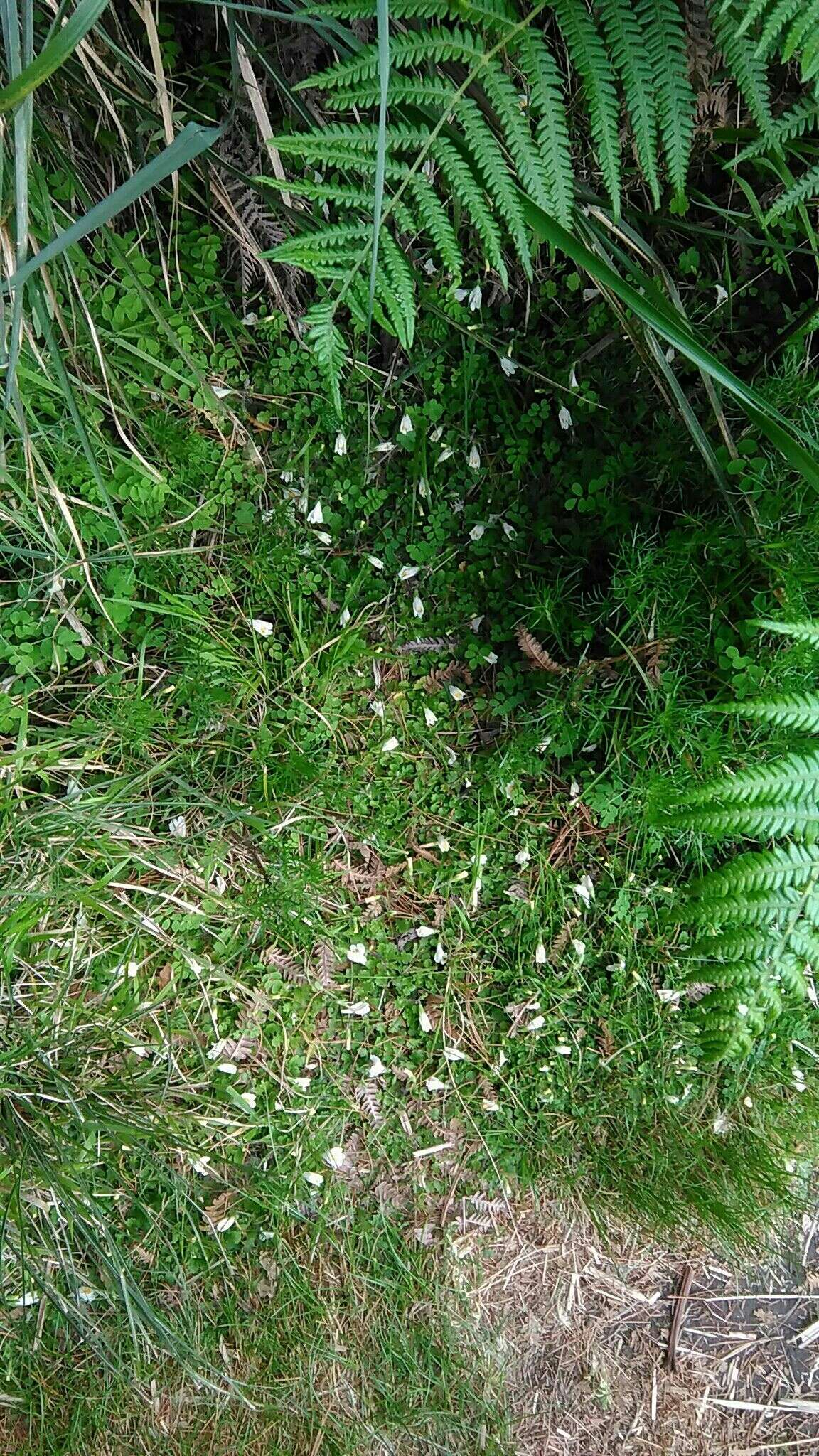 Image of Mazus alpinus Masam.