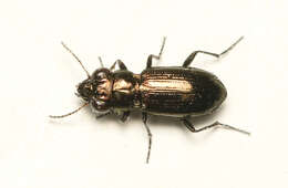 Image of Notiophilus aquaticus (Linnaeus 1758)