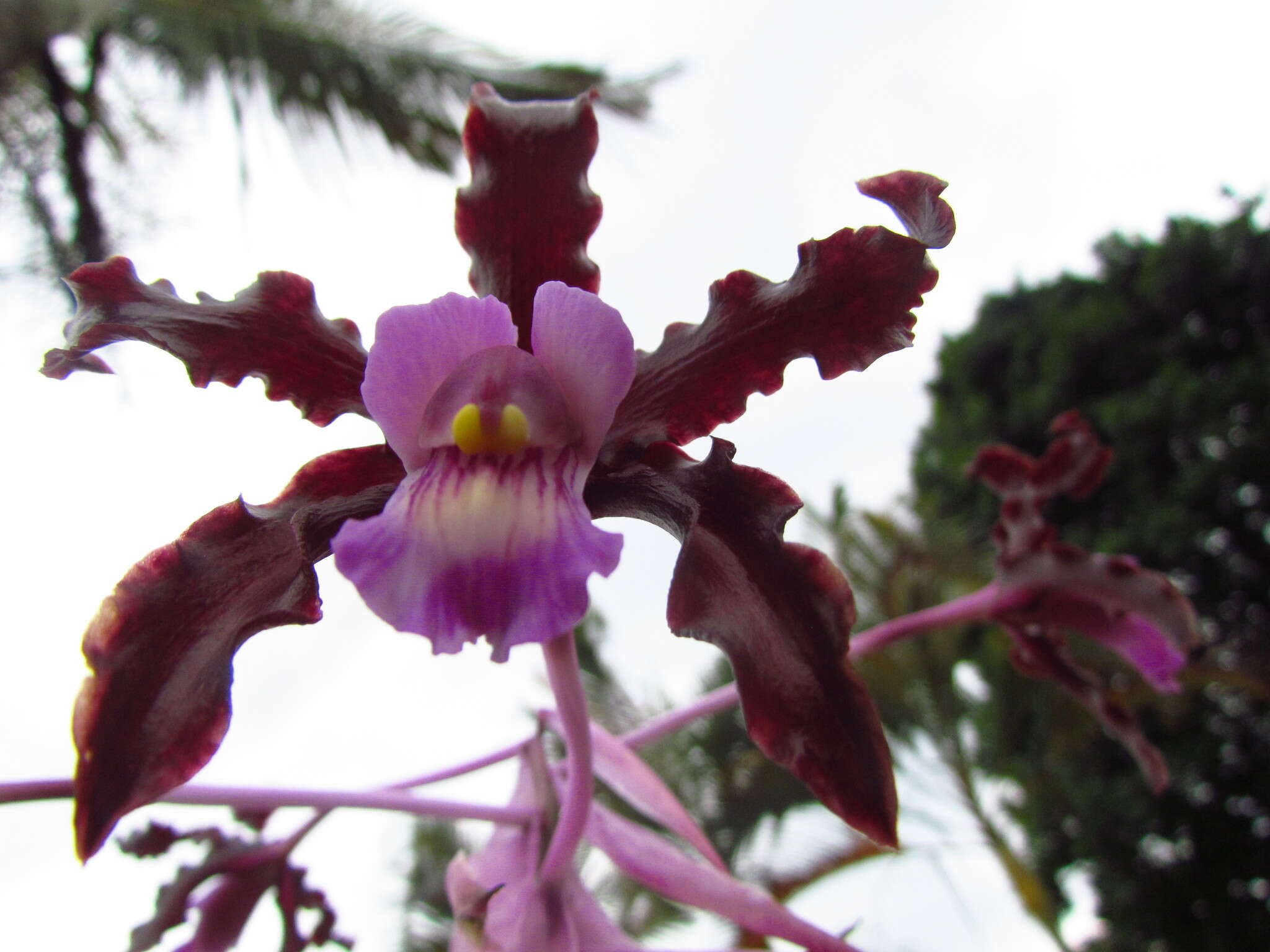 Plancia ëd Laelia splendida (Schltr.) L. O. Williams