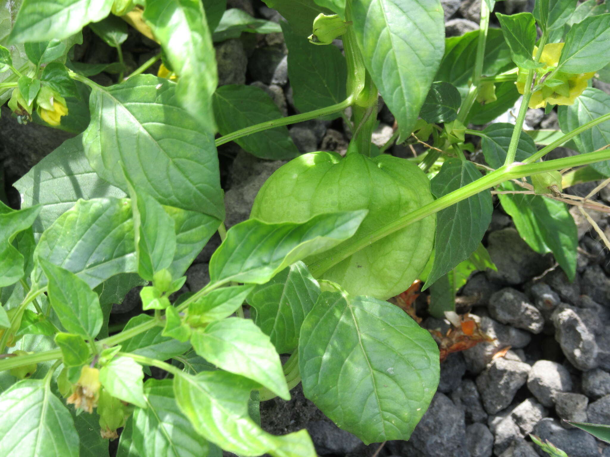 Physalis philadelphica Lam. resmi