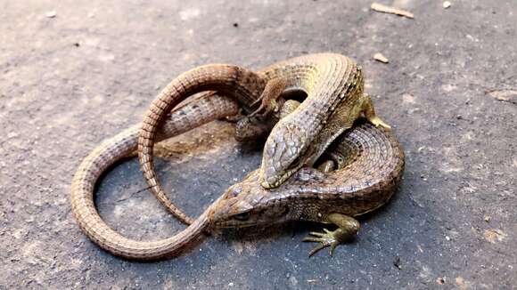 Image of Northern Alligator Lizard