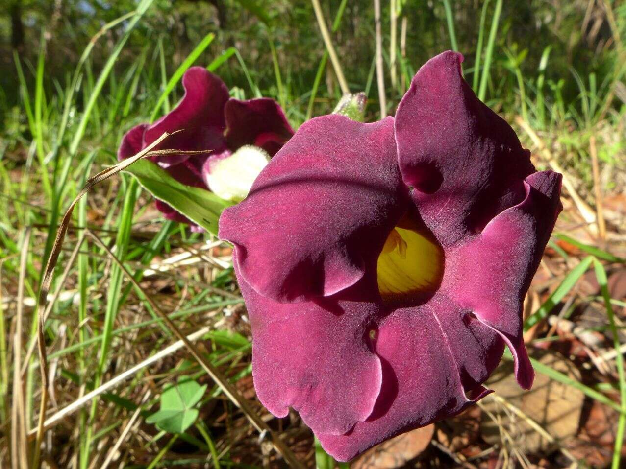 Image of Thunbergia lancifolia T. Anders.