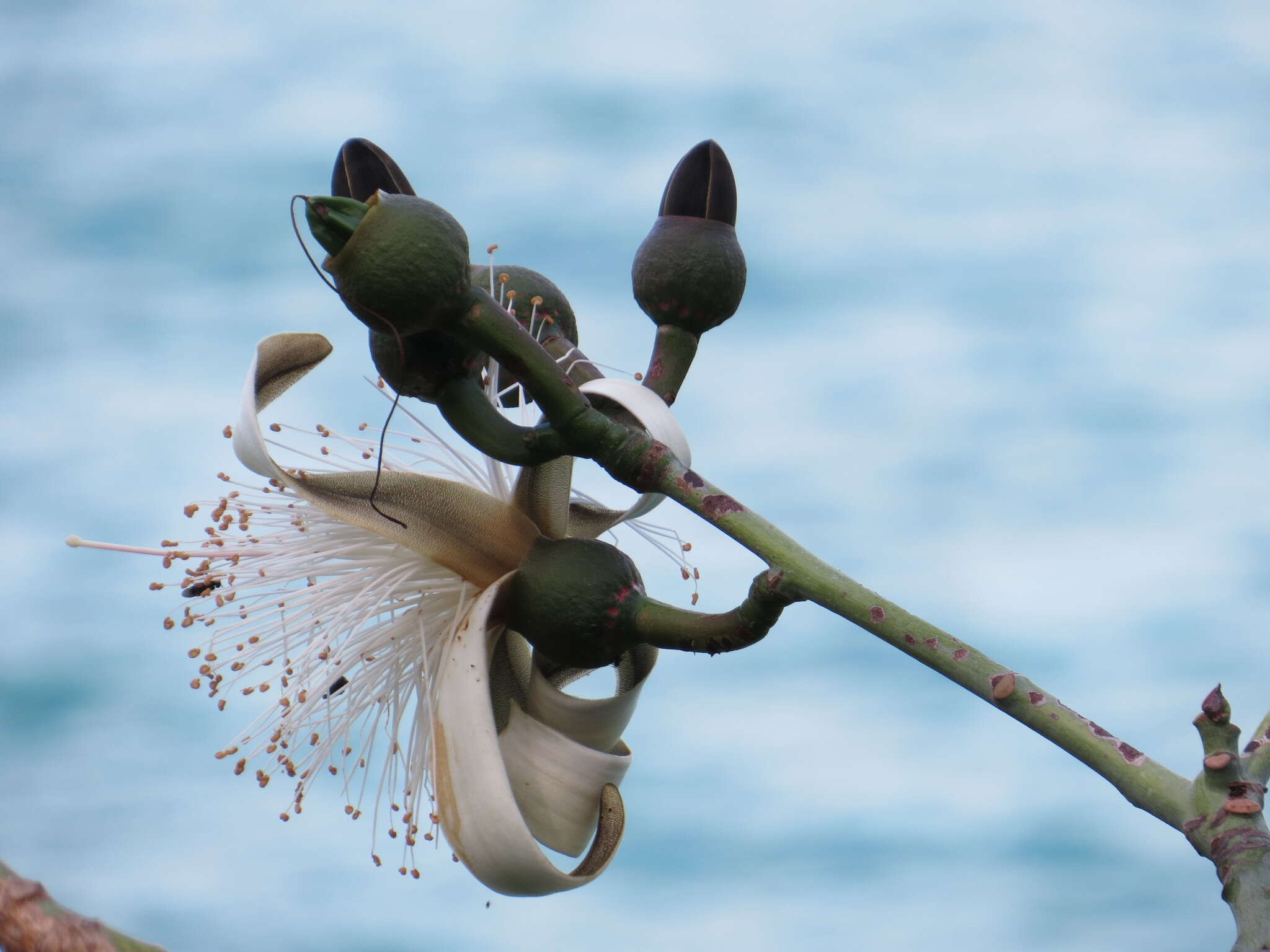 Pseudobombax grandiflorum (Cav.) A. Robyns resmi