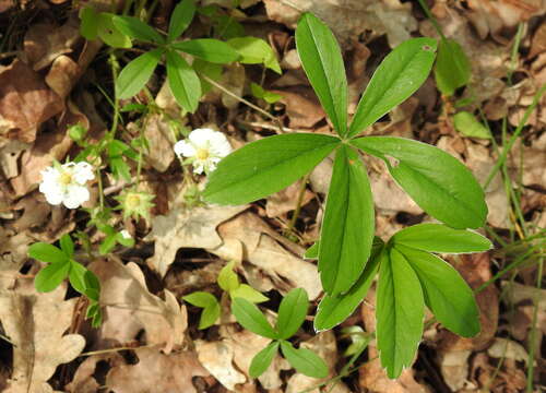 Imagem de Potentilla alba L.