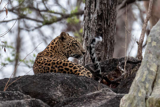 Image of Indian leopard