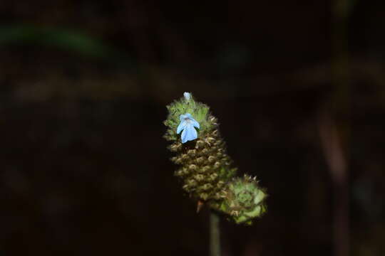 Image of Lavandula gibsonii J. Graham