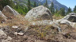 Image of Gayophytum diffusum subsp. parviflorum Lewis & Szweyk.