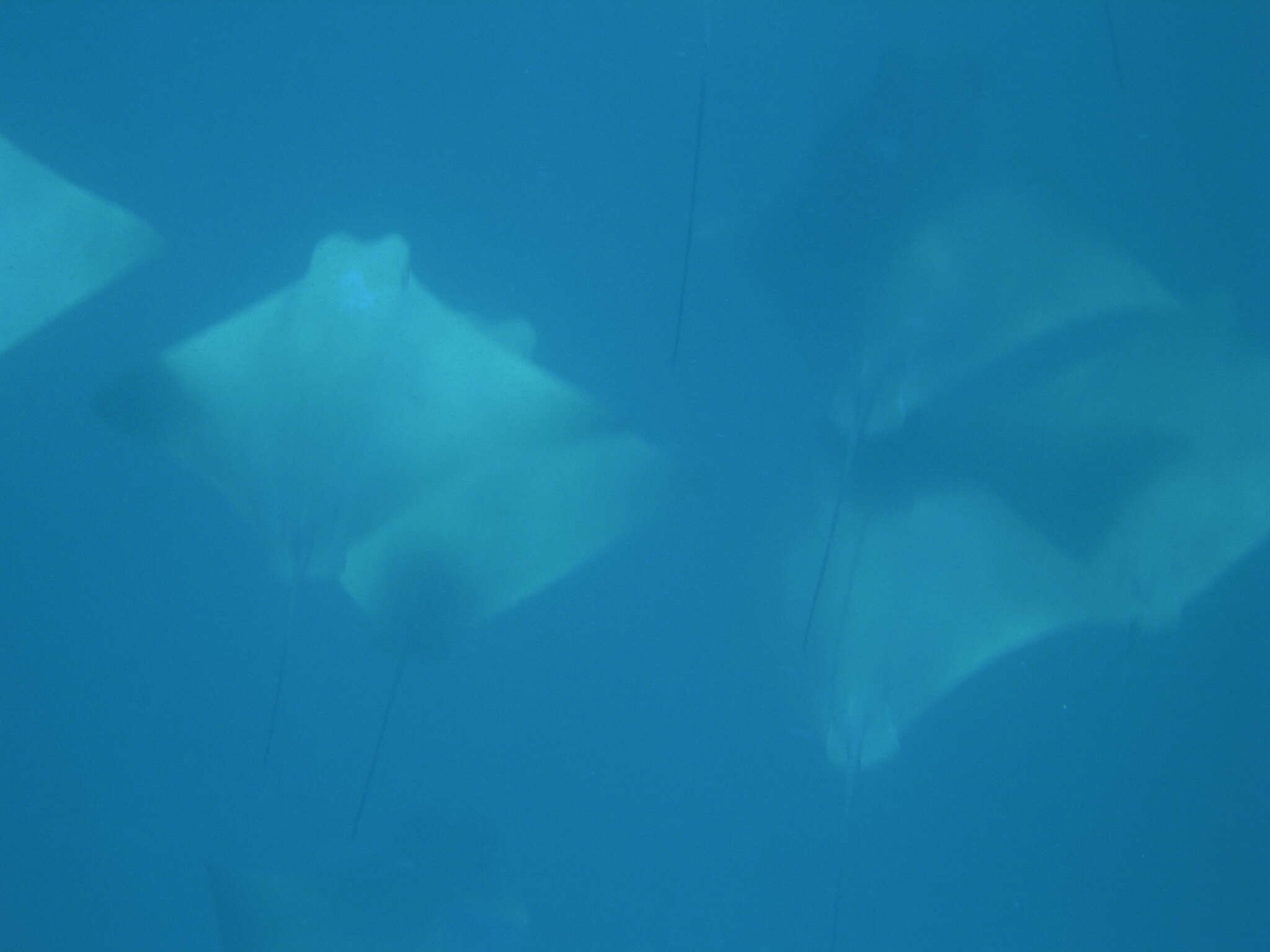 Image of Brazilian Cownose Ray