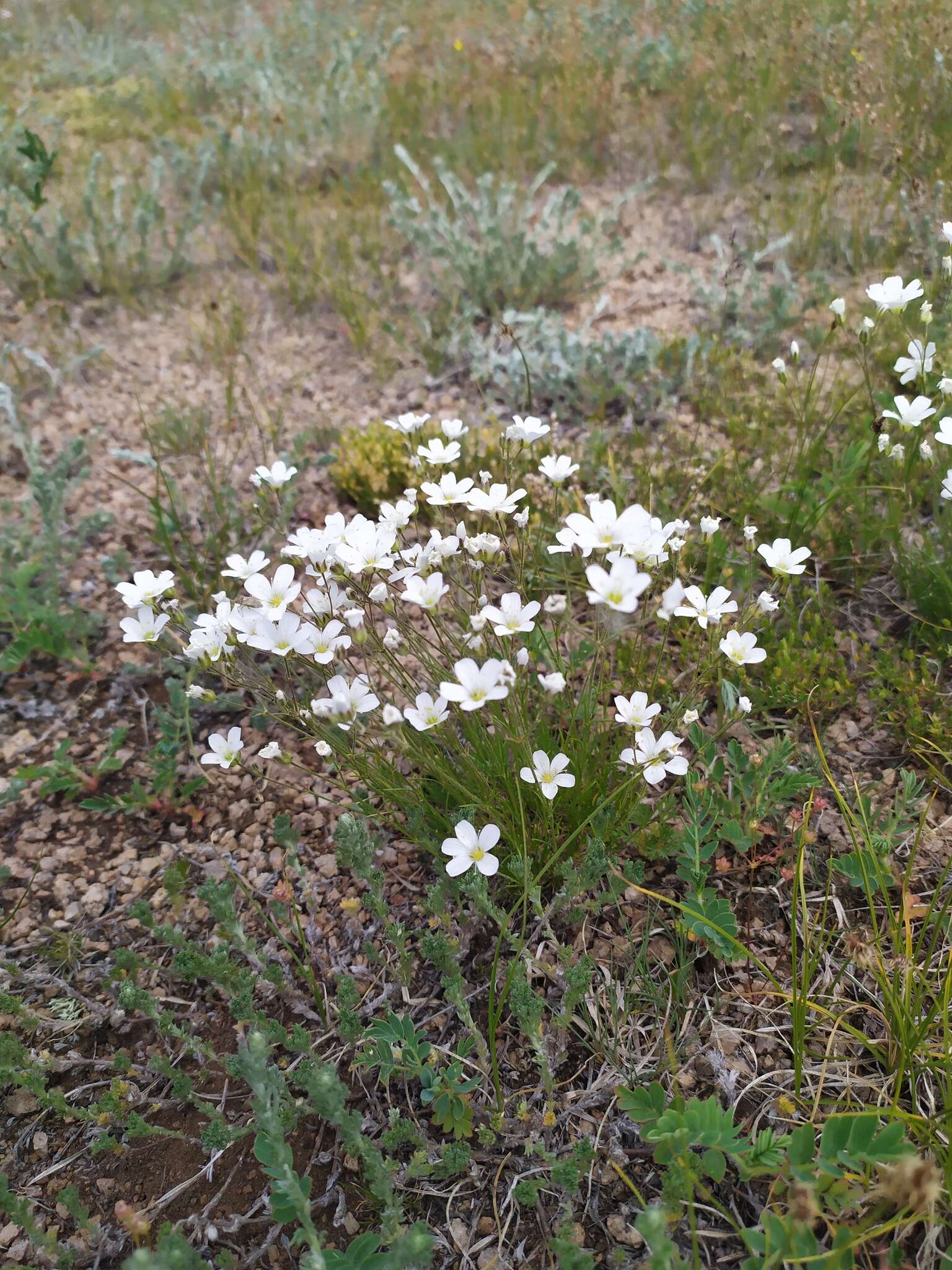 Image of Eremogone meyeri (Fenzl) Ikonn.