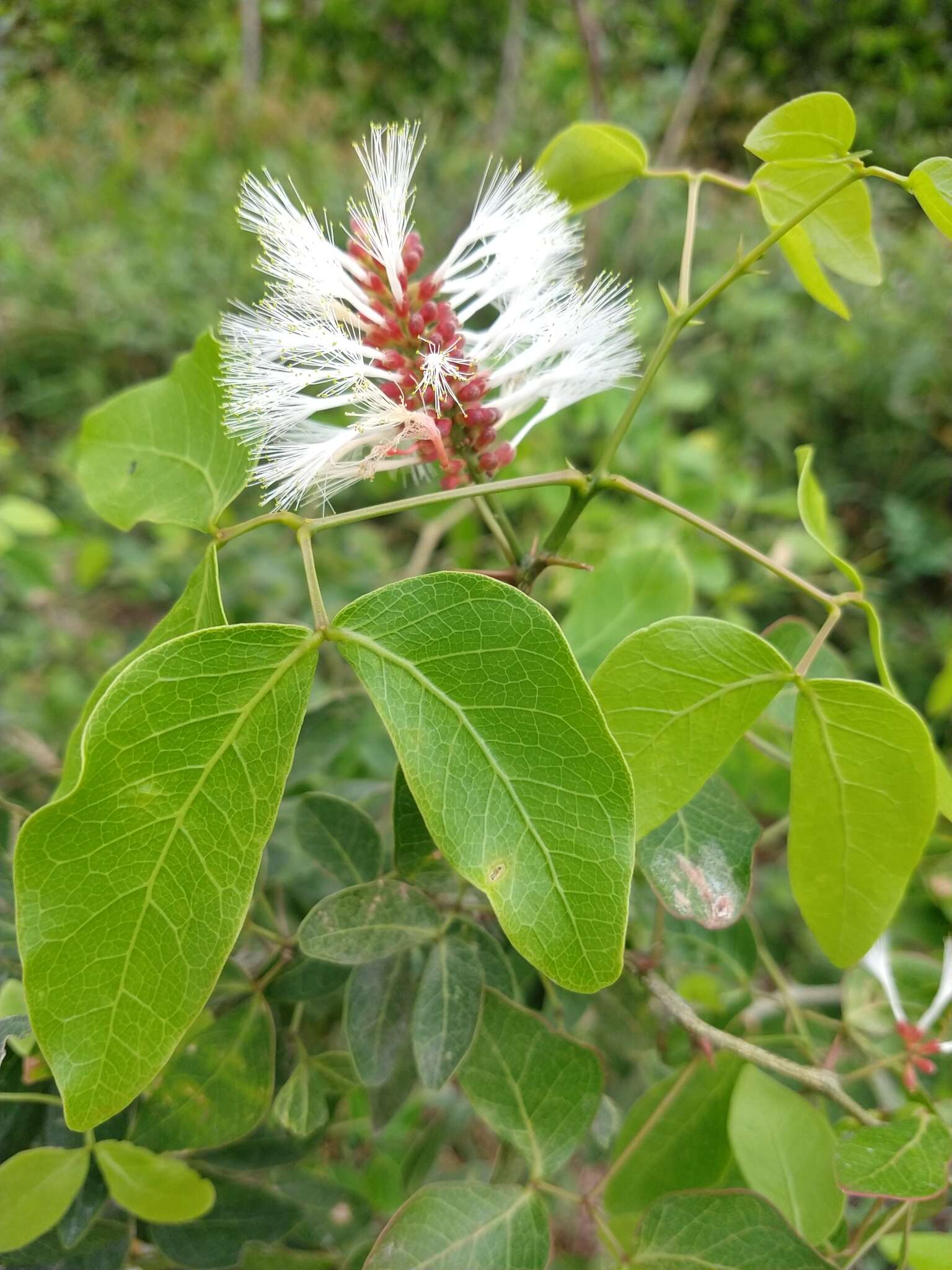 Image of Pithecellobium insigne Micheli