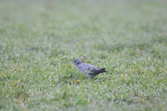 Image of Stock Dove