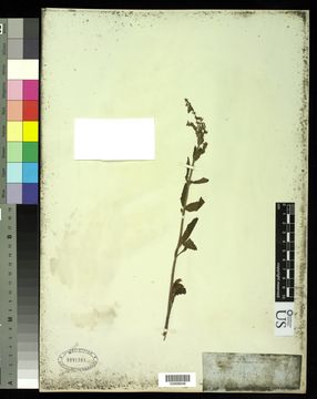 Image of <i>Salvia plebeia</i> R. Br.