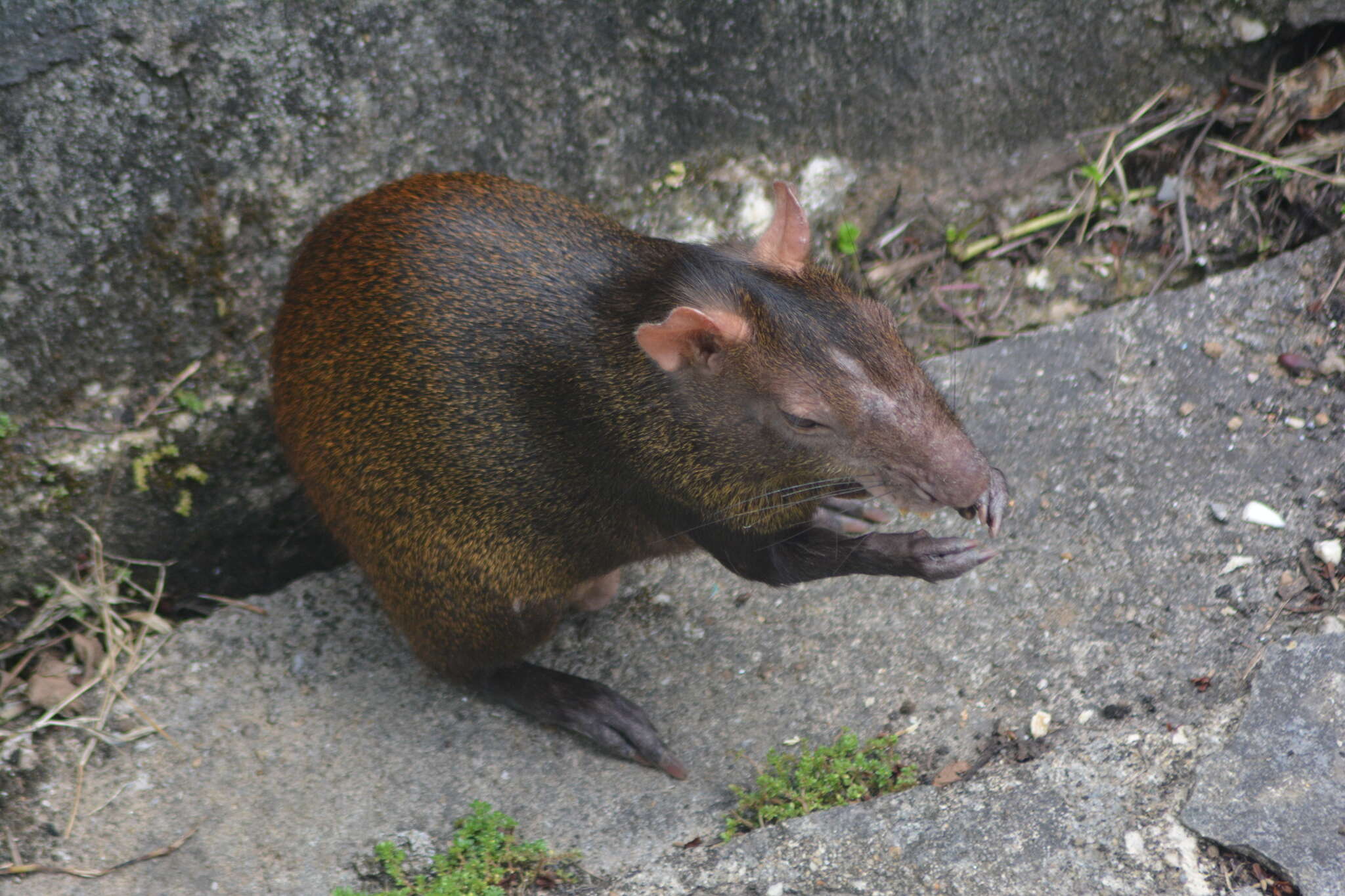 Image of Brazilian Agouti