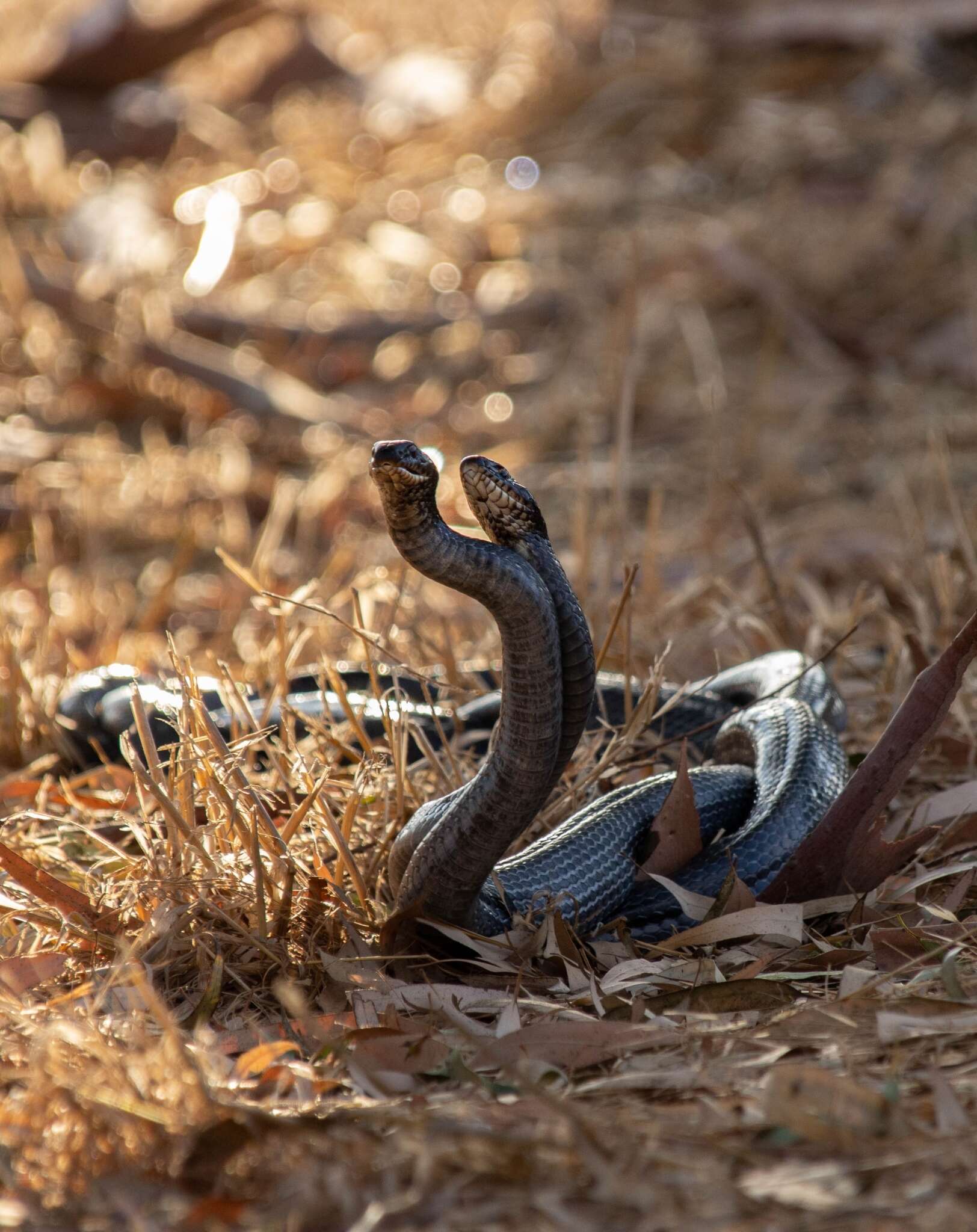 Image de Dolichophis jugularis (Linnaeus 1758)