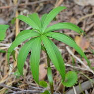 Image of Lilium martagon var. pilosiusculum Freyn