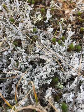 Image of Woolly foam lichen