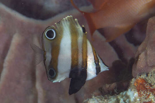 Image of Two Spot Coralfish