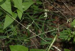 Imagem de Vicia pulchella Kunth