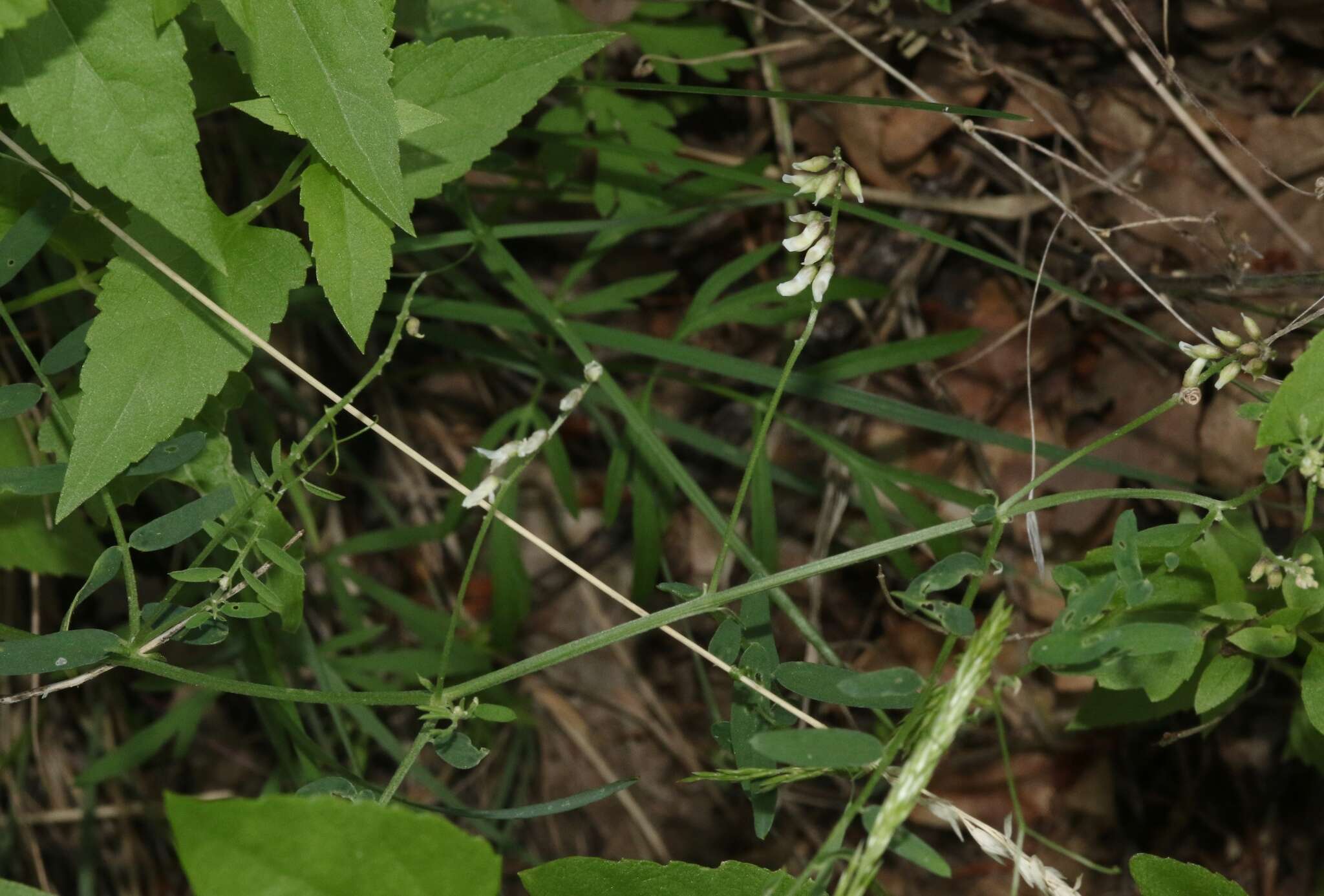 Imagem de Vicia pulchella Kunth