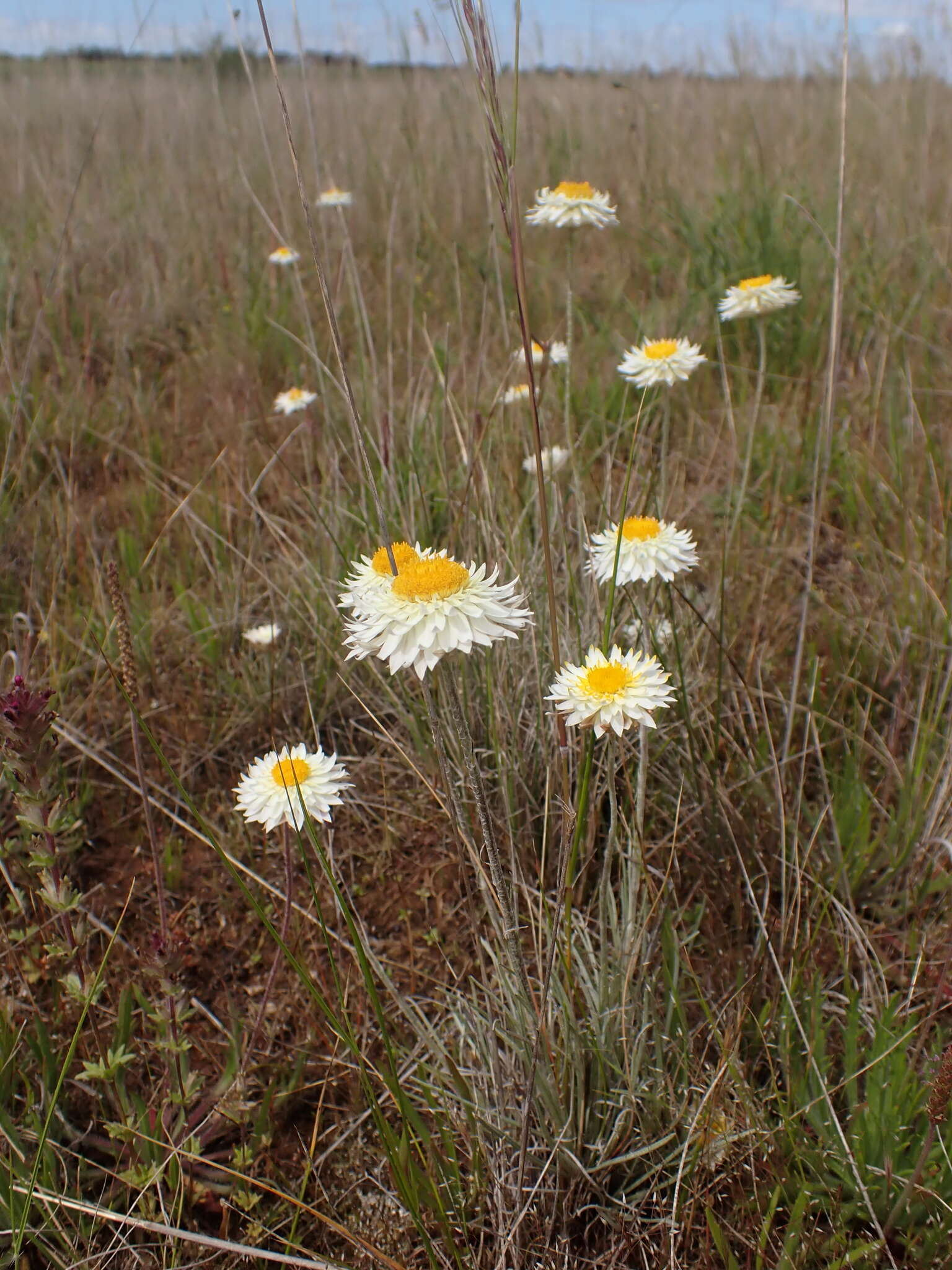 Image of Leucochrysum albicans subsp. tricolor (DC.) N. G. Walsh