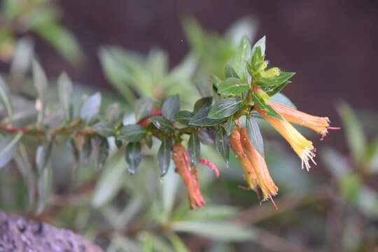 Image of Cigarette bush