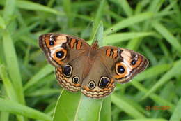 Image of <i>Junonia zonalis</i>