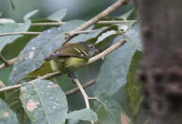 Image of Rufous-rumped Antwren