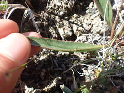 Image of redwool plantain