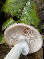 Image of Stropharia albivelata (Murrill) Norvell & Redhead 2000