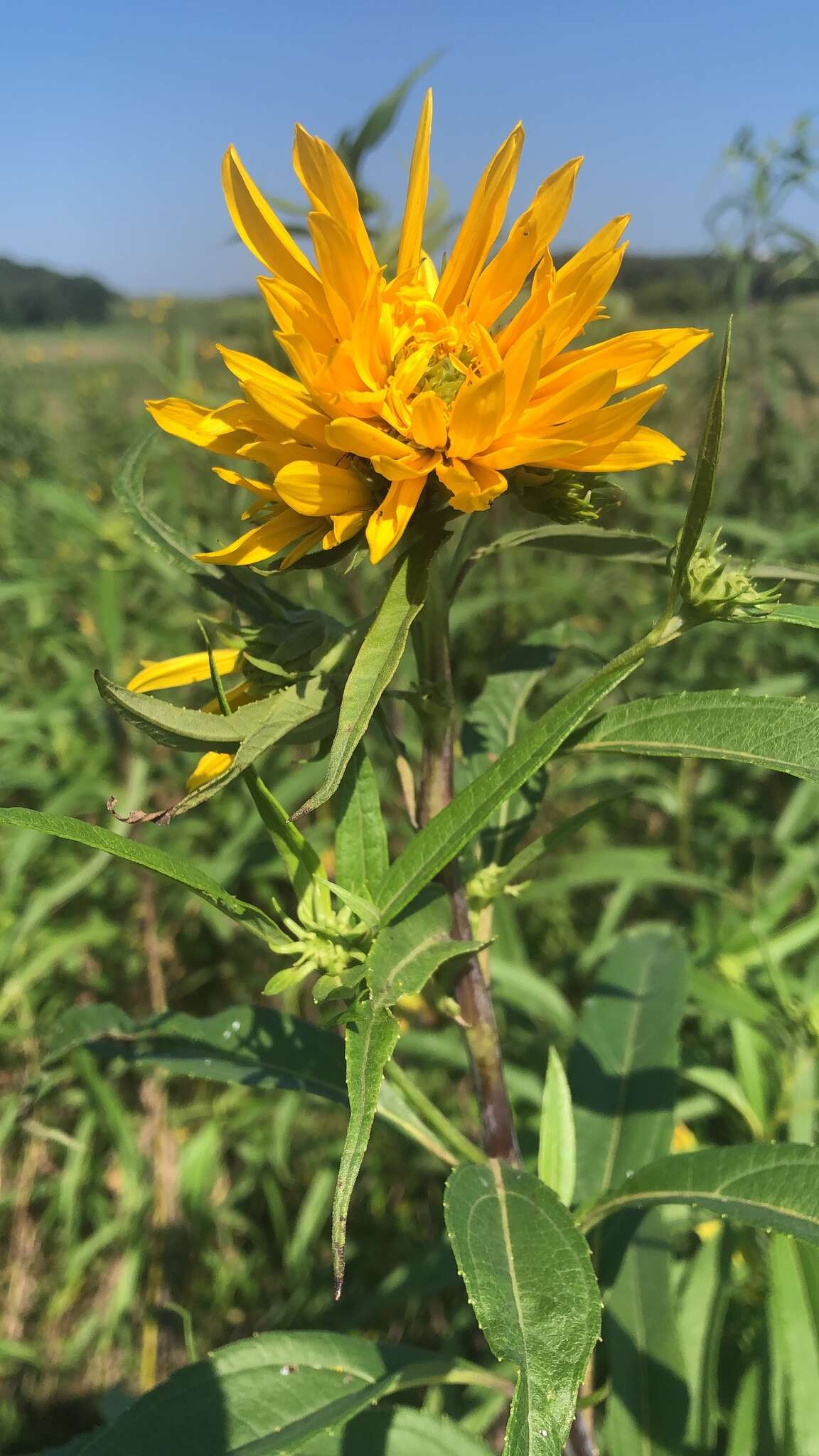 Sivun Helianthus grosseserratus M. Martens kuva