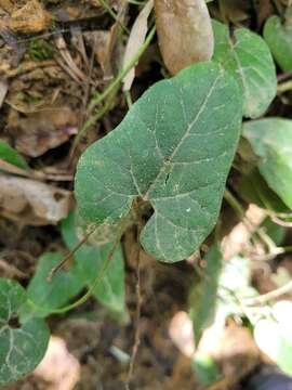 Image of Aristolochia shimadae Hayata