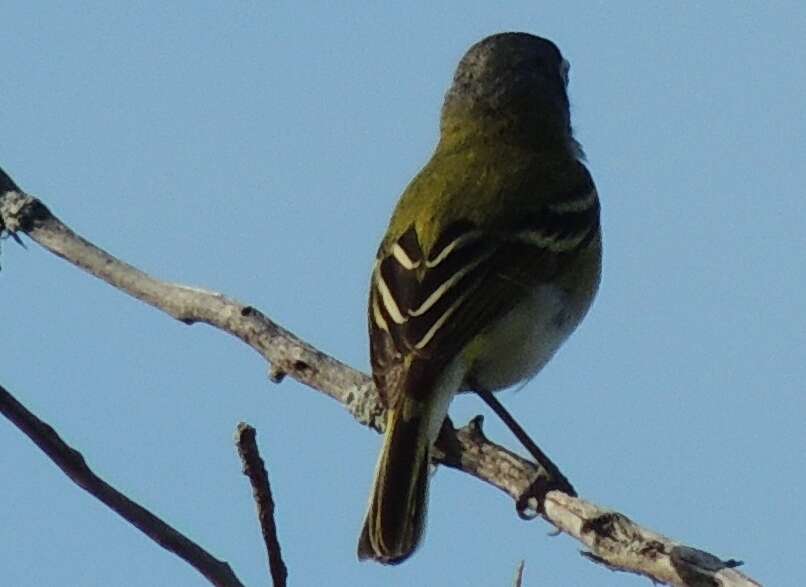 Image of Black-capped Vireo