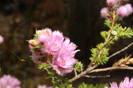 Image of Verticordia pennigera Endl.