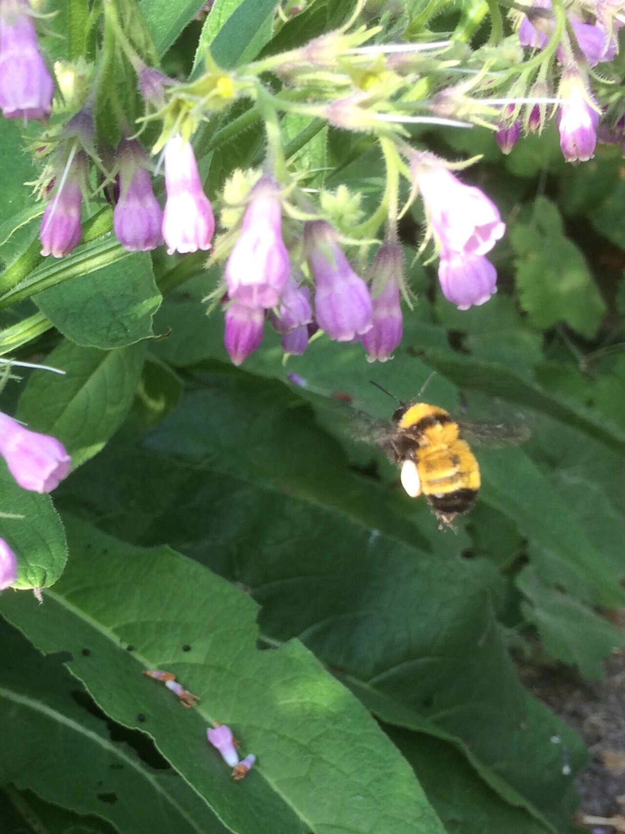 Image of Sonoran Bumble Bee