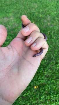 Image of Maputoland Dwarf Worm Lizard