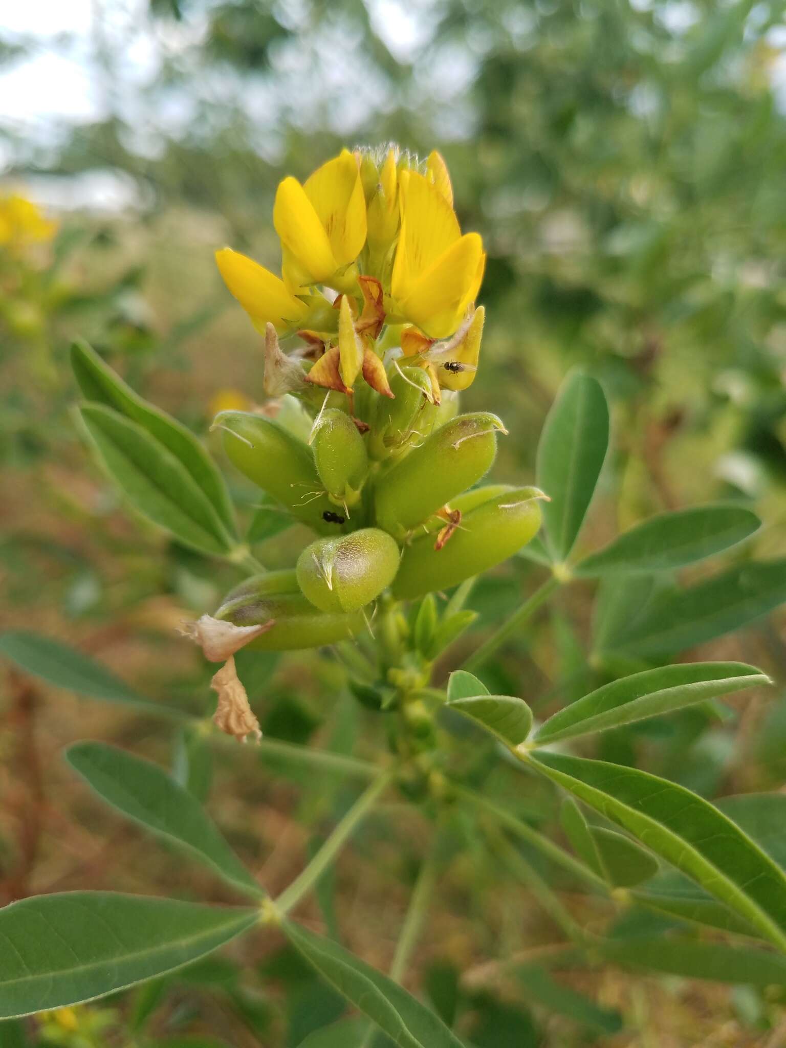 Crotalaria goreensis Guill. & Perr. resmi