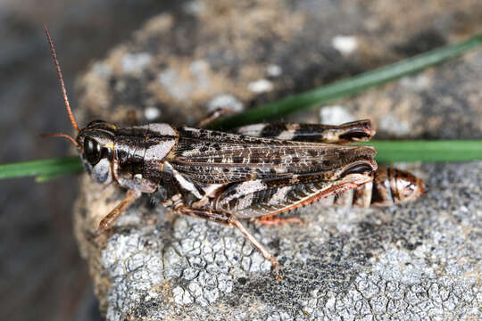 Image of Gladston grasshopper