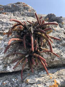 Image of Rhipsalis baccifera subsp. mauritiana (DC.) Barthlott