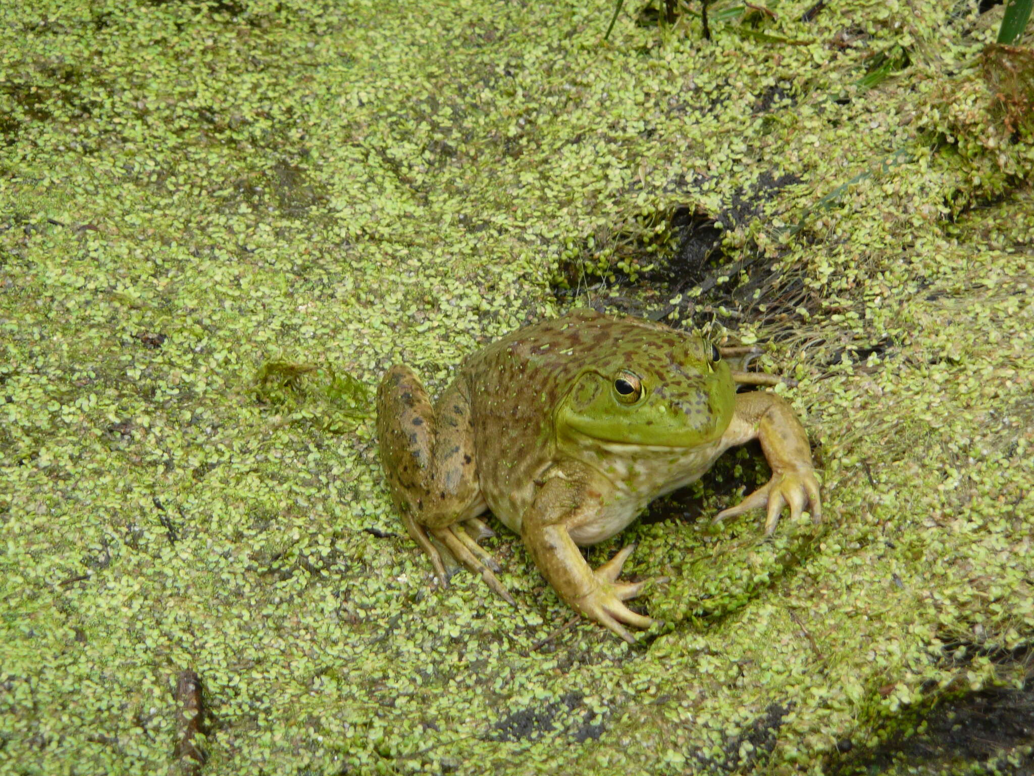 Слика од Lithobates catesbeianus (Shaw 1802)