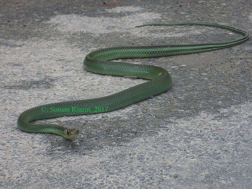 Image of Green Rat Snake