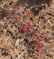 Image of Grevillea nudiflora Meissn.