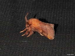 Image of Forest Tent Caterpillar Moth