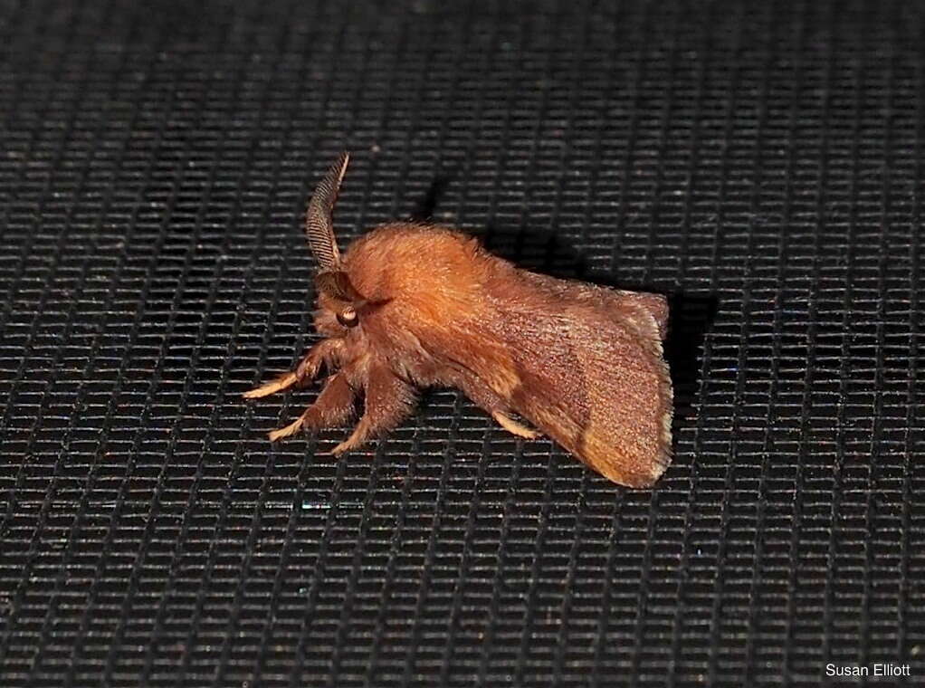 Image of Forest Tent Caterpillar Moth