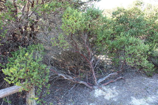 Image of shagbark manzanita